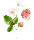 Hand-Drawn Watercolor Illustration Of Strawberry Branch With Flowers And Berries Royalty Free Stock Photo