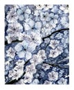 Hand drawn watercolor illustration of tree blossom. Spring Apricot blossoming painting Royalty Free Stock Photo