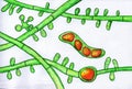 Fungus Trichophyton tonsurans, hand-drawn illustration