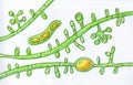 Fungus Trichophyton tonsurans, hand-drawn illustration