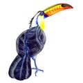 Hand drawn watercolor illustration of tropical exotic big black toucan bird on the branch