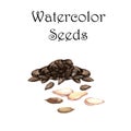 Hand-drawn watercolor illustration of watercolor seeds - sunflower and pumpkin seed