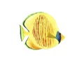 Hand drawn watercolor yellow bright tropical fish isolated on white background Royalty Free Stock Photo