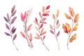 Hand drawn watercolor illustrations. Autumn Botanical clipart.