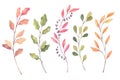 Hand drawn watercolor illustrations. Autumn Botanical clipart. S