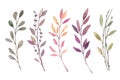 Hand drawn watercolor illustrations. Autumn Botanical clipart. S