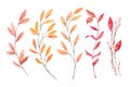 Hand drawn watercolor illustrations. Autumn Botanical clipart. S