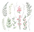 Hand drawn watercolor illustrations. Botanical clipart. Set of G Royalty Free Stock Photo