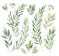 Hand drawn watercolor illustrations. Botanical clipart. Set of G Royalty Free Stock Photo