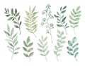 Hand drawn watercolor illustrations. Botanical clipart. Set of G Royalty Free Stock Photo