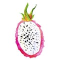 Hand drawn watercolor illustrations of dragon fruits pitaya isolated. Pitahaya sketch. Summer food illustration Royalty Free Stock Photo
