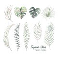 Hand drawn watercolor illustrations - Palm leaves monstera, are Royalty Free Stock Photo