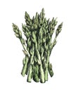 Hand-drawn watercolor image of asparagus