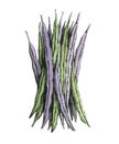 Hand-drawn watercolor image of a green beans