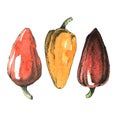 Hand-drawn Watercolor Image Of Three Peppers.