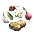 Hand-drawn watercolor image of vegetables