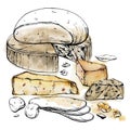 Hand drawn watercolor ink illustration. Assortment of cheese mozzarella parmesan edam emmental gruyere gorgonzola