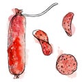 Hand drawn watercolor ink illustration. Pepperoni salami sausage stick and slices, pizza topping. Single object isolated