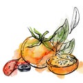 Hand drawn watercolor ink illustration. Tomato pepperoni olive basil herb leaves fresh products meal. Composition