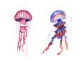 Hand drawn watercolor jellyfish set with isolated medusa on white background