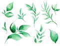 Hand drawn watercolor leaves set isolated on white background. Botanical illustration Royalty Free Stock Photo