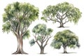 Hand-Drawn Watercolor Locust Trees Collection for Forest Scenes .