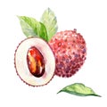 Watercolor lychee.