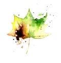 Hand drawn watercolor maple leaf isolated on white background.
