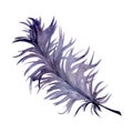 Hand drawn watercolor Mardi Gras carnival symbols. Bird feather quill plumage, violet purple lilac. Single object