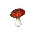 Hand drawn watercolor mushroom illustration, forest element.