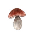 Hand drawn watercolor mushroom illustration, forest element.