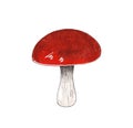 Hand drawn watercolor mushroom illustration, forest element.