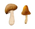 Hand drawn watercolor mushrooms, fungus forest wood fungi. brown woodland nature botanical illustration bolete