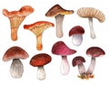 Hand drawn watercolor mushrooms set, forest elements.