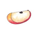 Hand drawn watercolor Natural ripe fruit - Apple slice