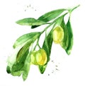 Hand drawn watercolor olive brunch.