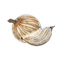 Hand drawn watercolor onion isolated on white background