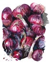 Watercolor onion. Red onion Illustration isolated on white background Royalty Free Stock Photo