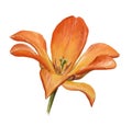 Hand drawn watercolor open orange tulip