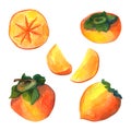 Hand drawn watercolor orange persimmon set isolated on white background. Delicious fruit clip-art illustration.
