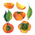 Hand drawn watercolor orange persimmon set with green leaves and slices, isolated on white background. Delicious fruit