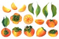 Hand drawn watercolor orange persimmon set with green leaves and slices, isolated on white background. Delicious fruit