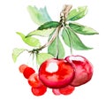 Hand drawn watercolor painting cherry on white background