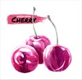 Hand drawn watercolor painting cherry on white background. Vector illustration of berries.