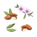 Hand drawn watercolor painting of flowering almonds and nuts isolated on white background. Illustration of nut for your