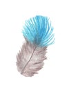 Hand drawn watercolor painting of light blue feather isolated on white background Royalty Free Stock Photo