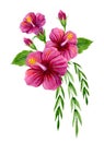 Hand drawn watercolor painting with pink Chinese Hibiscus rose flowers isolated on white background