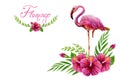 Hand drawn watercolor painting  with pink flamingo and Chinese Hibiscus rose flowers isolated on white background Royalty Free Stock Photo