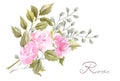 Hand drawn watercolor painting  with pink roses flowers bouquet isolated on white background. Floral ornament. Design element Royalty Free Stock Photo
