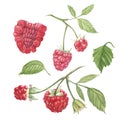 Hand drawn watercolor painting raspberry on white background. Botanical illustration.